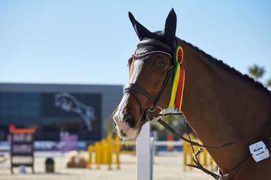 OSNOVNA DRESURA- trening jahanja dresure z lastnim konjem
